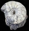 Craspedites Ammonite Fossil - Russia #63278-1